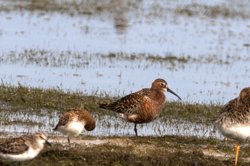 Curlew Sandpiper